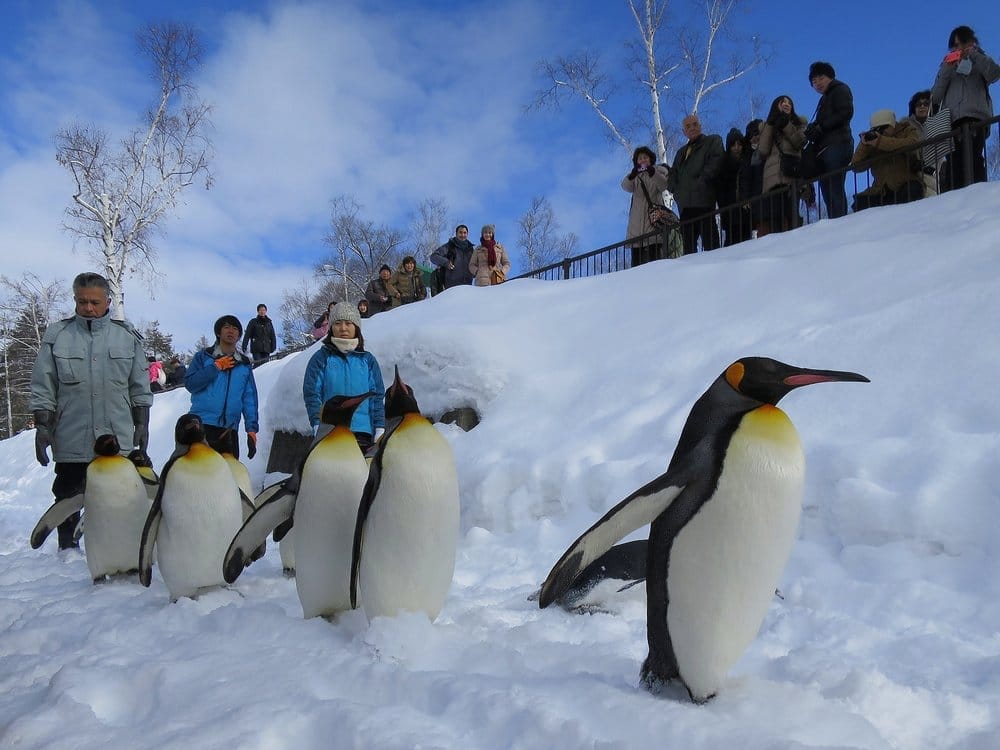 Asahiyama Zoo