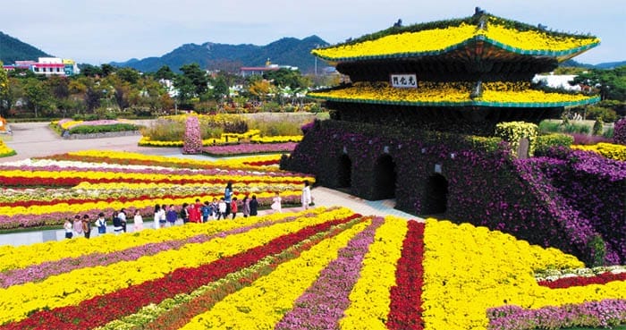 Festival Chrysanthemum