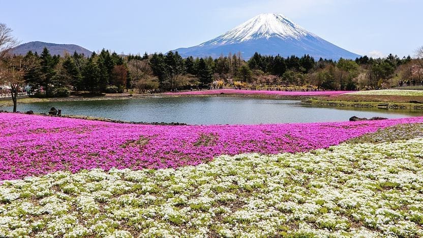 Fuji Shibazakura