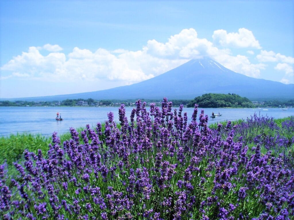 Fujikawaguchiko Herb Festival