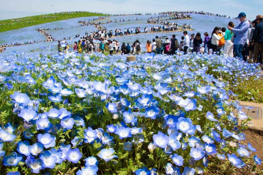 Hitachi Seaside Park