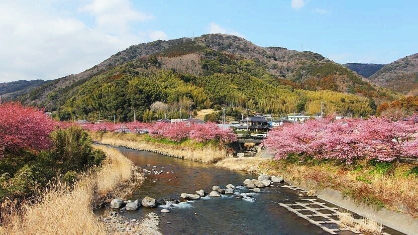 Kawazu Cherry Blossom Festival