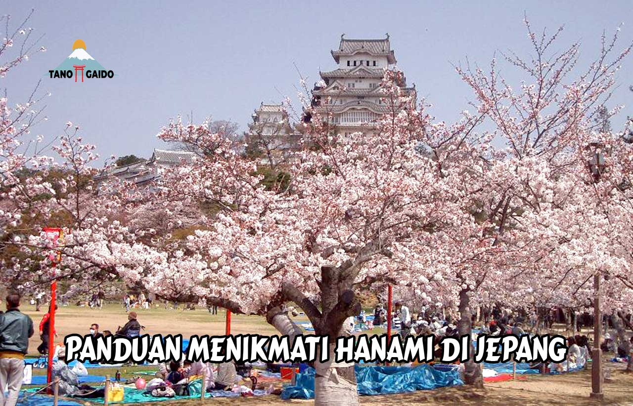 Menikmati Hanami di Jepang