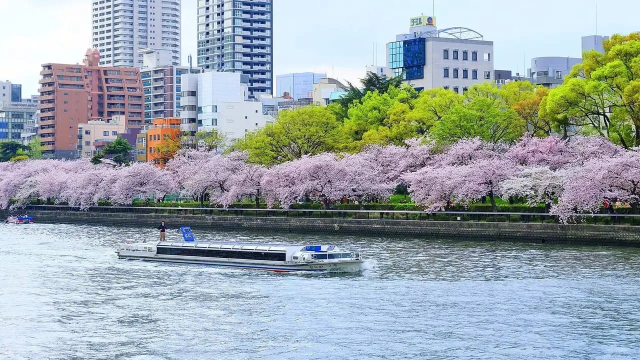 Okawa River cherry blossom