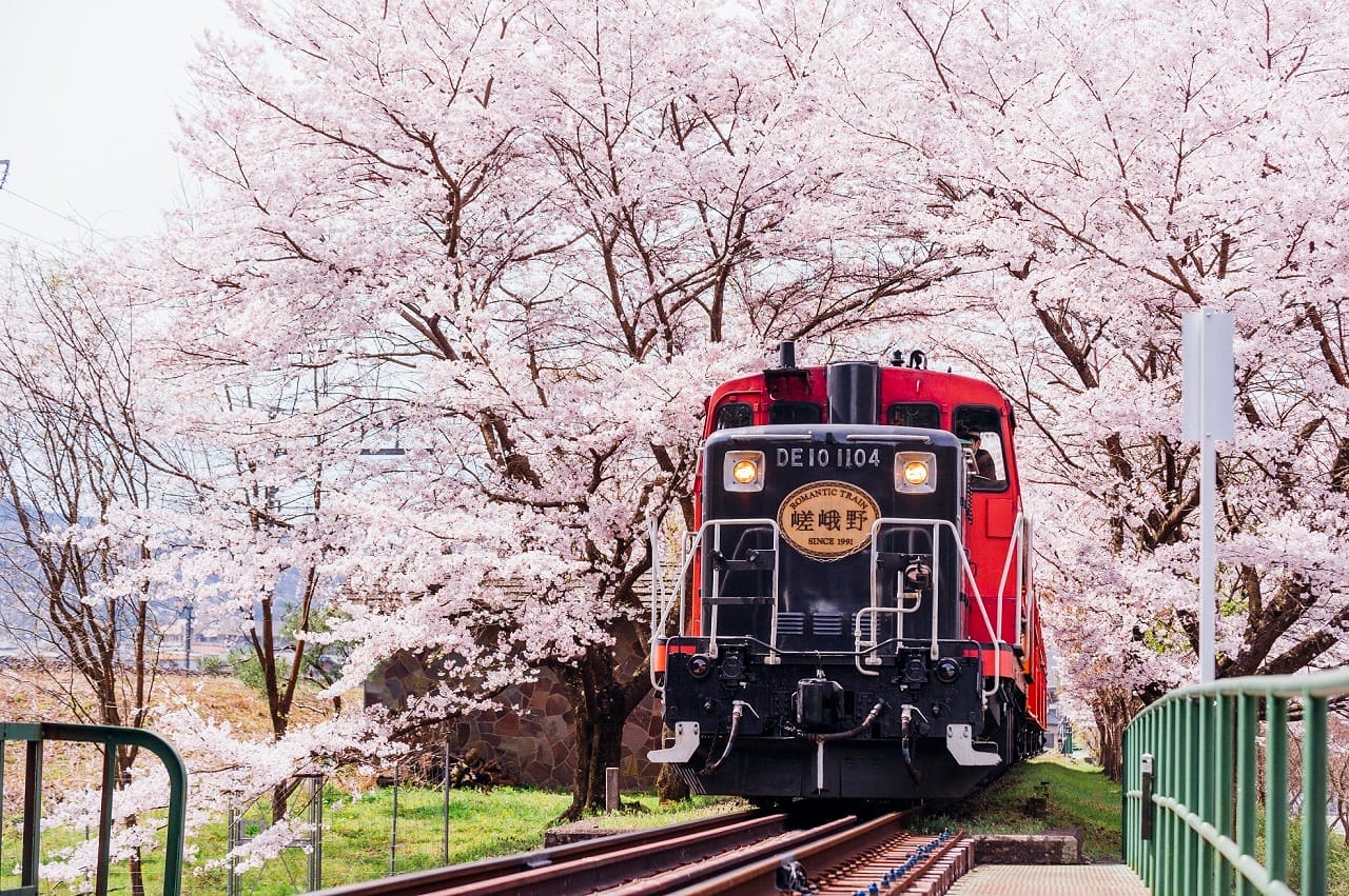 Sagano Romantic Train cherry blossom