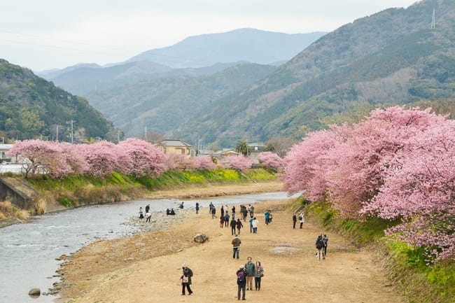 Kawazu Cherry Blossom Festival