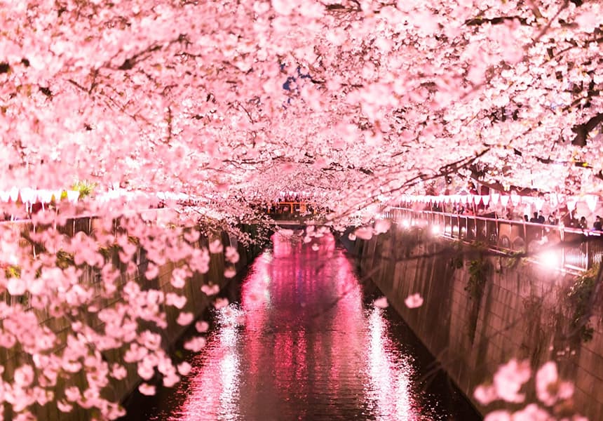 Meguro River Cherry Blossom