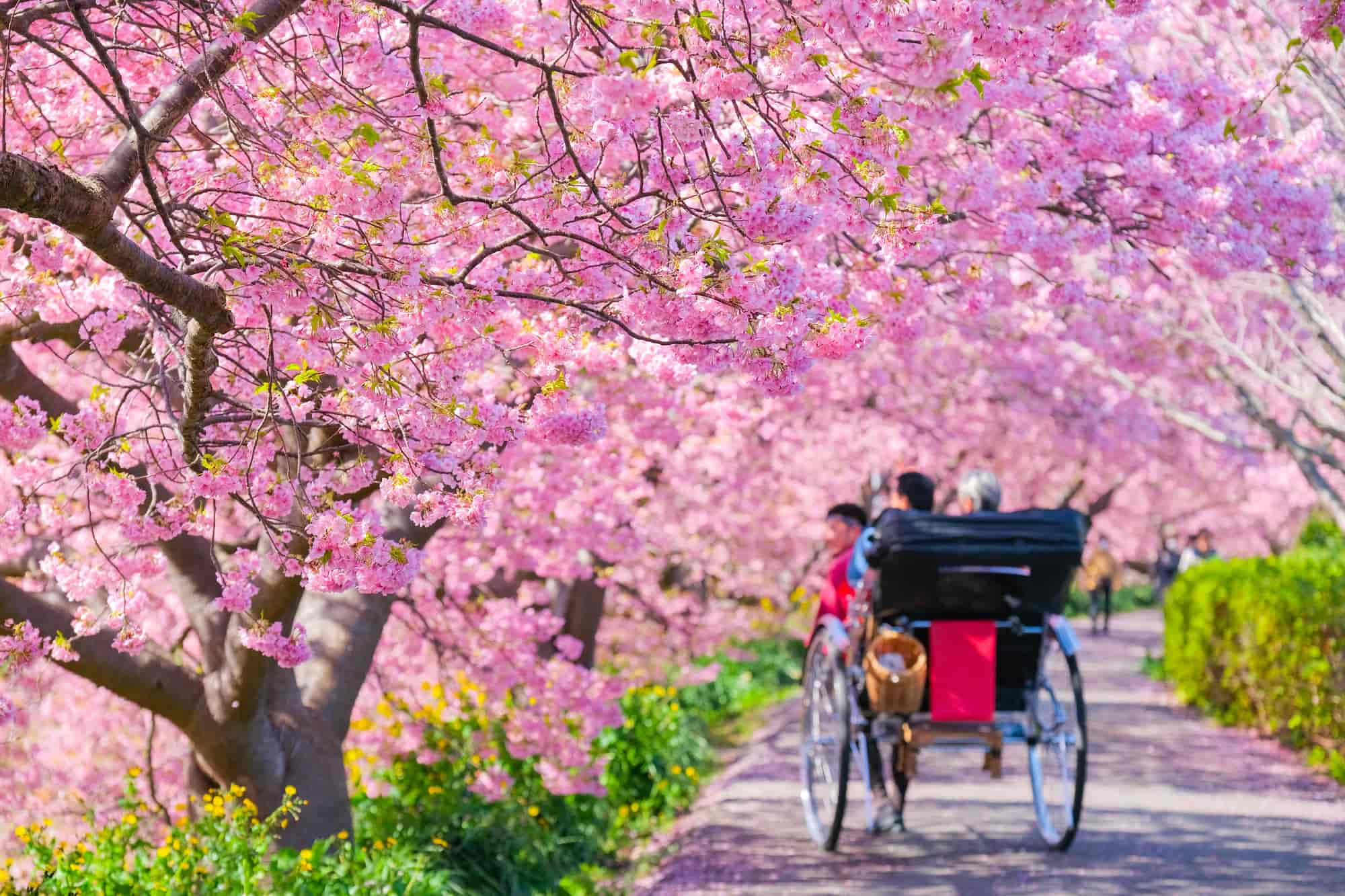 Musim Semi di Festival Sakura Kawazu