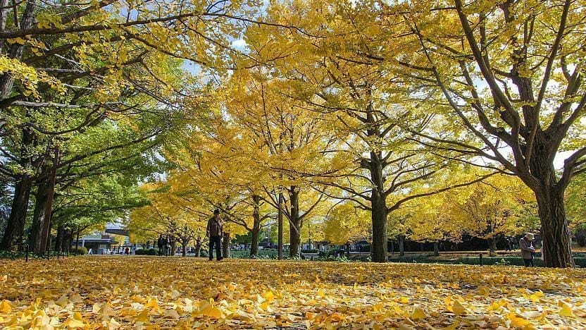 Showa Memorial Park (Showa Kinen Koen)