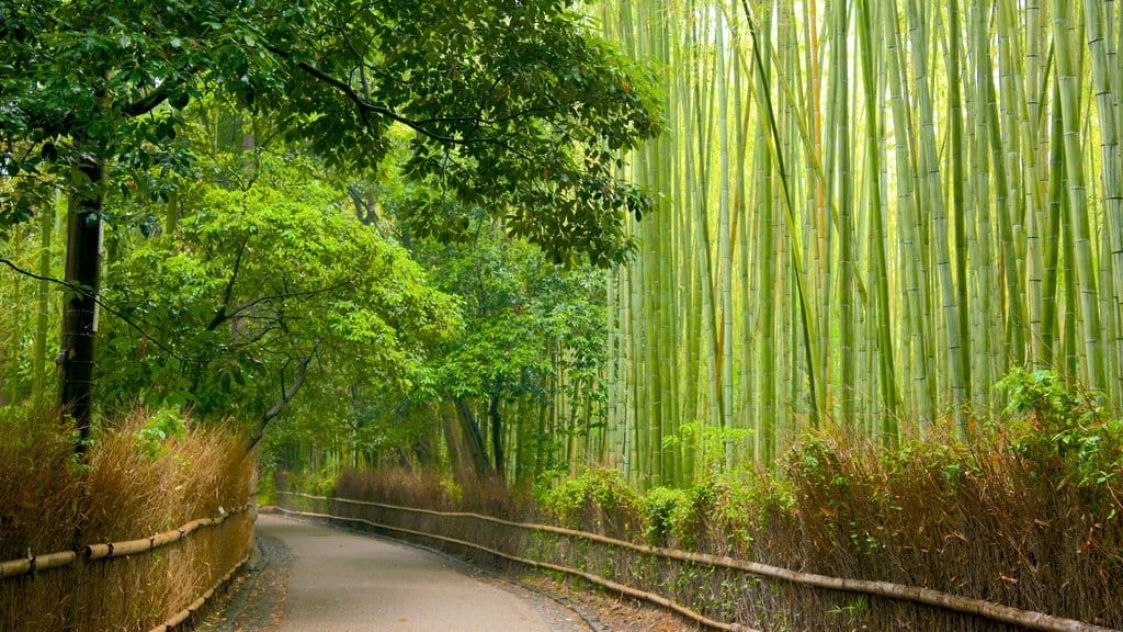 Hutan Bambu Arashiyama