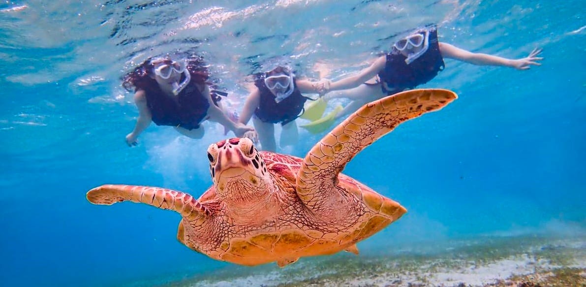 Snorkeling Penyu di Okinawa Miyakojima