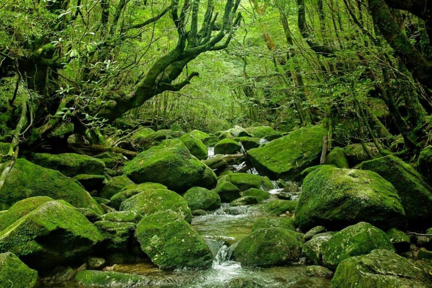 Hutan Yakushima