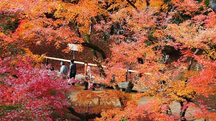 Musim Gugur di Kitano Tenmangu Shrine