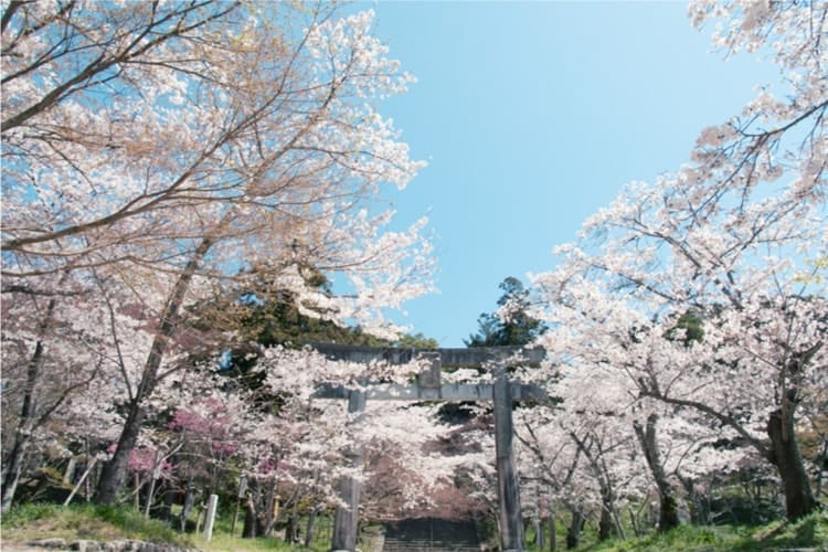 Bunga Sakura di Kamado Shrine