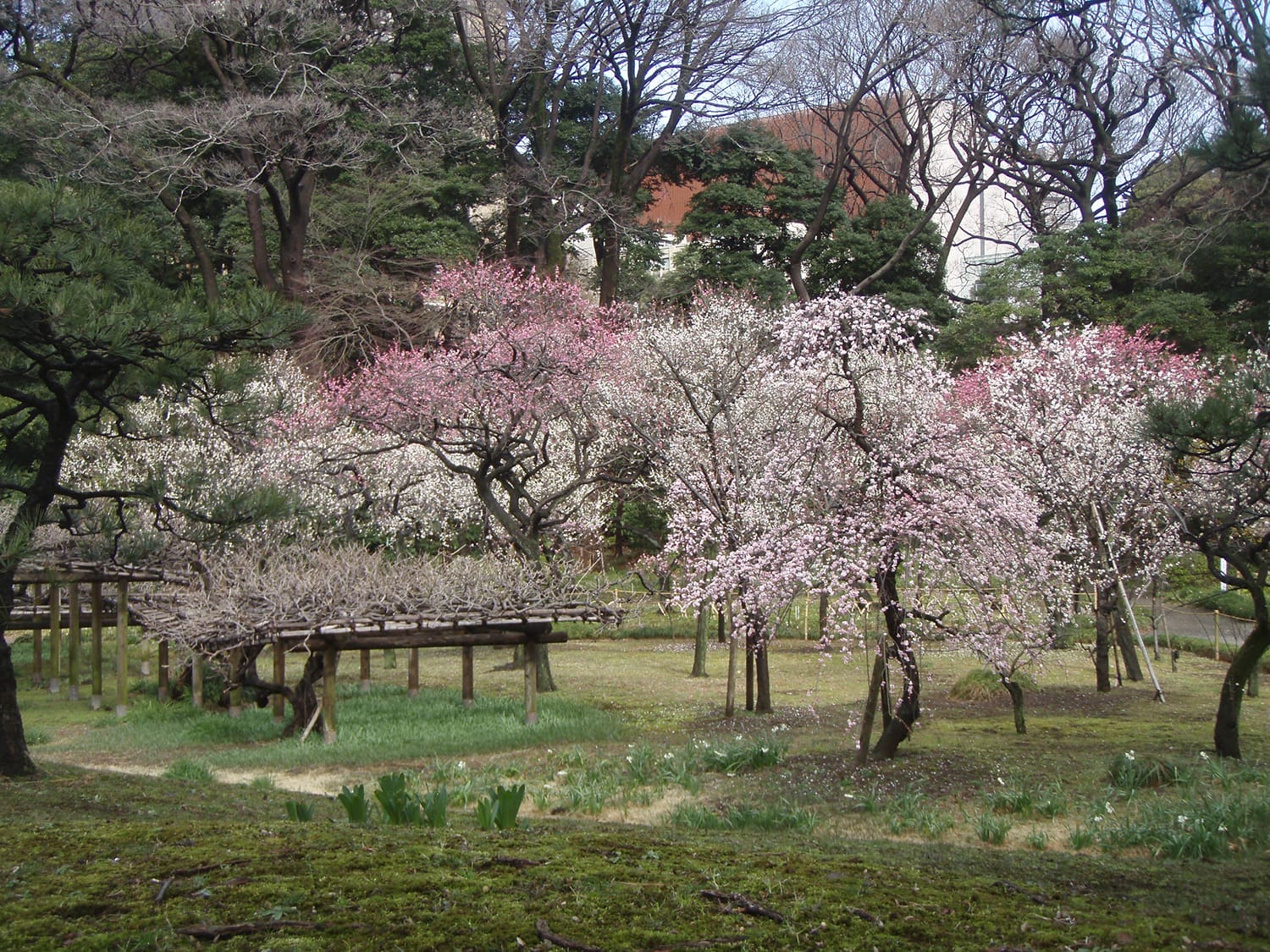 Festival Plum di Koishikawa Korakuen