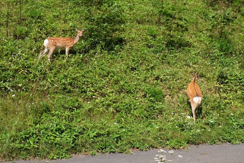 Rusa Hokkaido