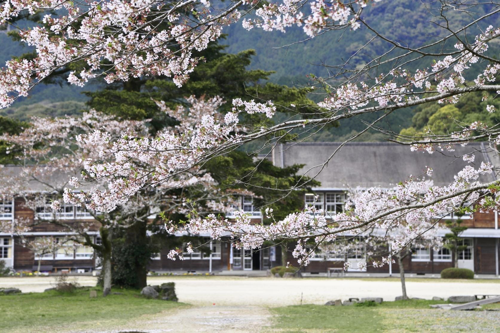 Sakura Di Akizuki Castle Ruins