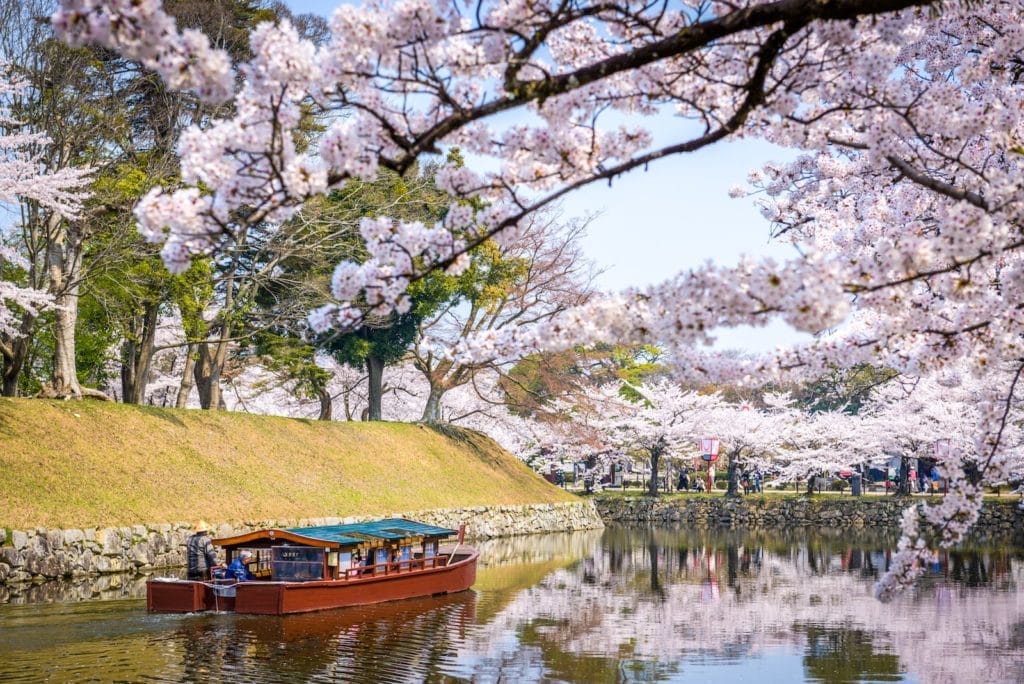 Sakura di Hikone Castle