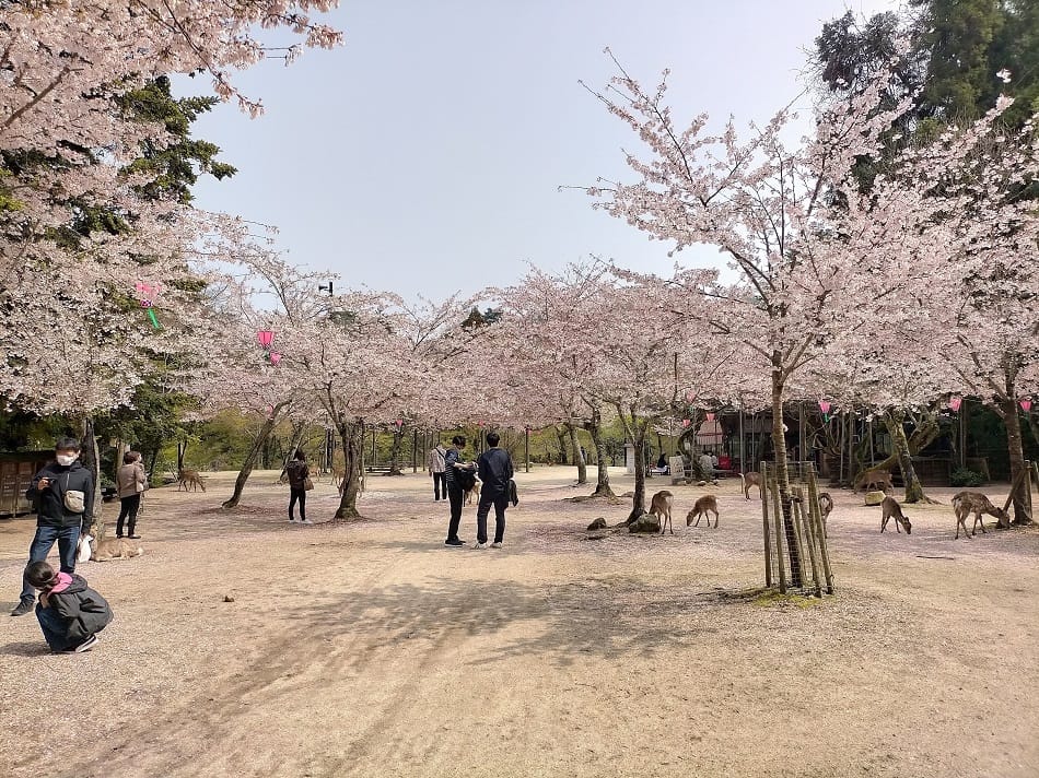 Sakura mekar di taman Momijidani