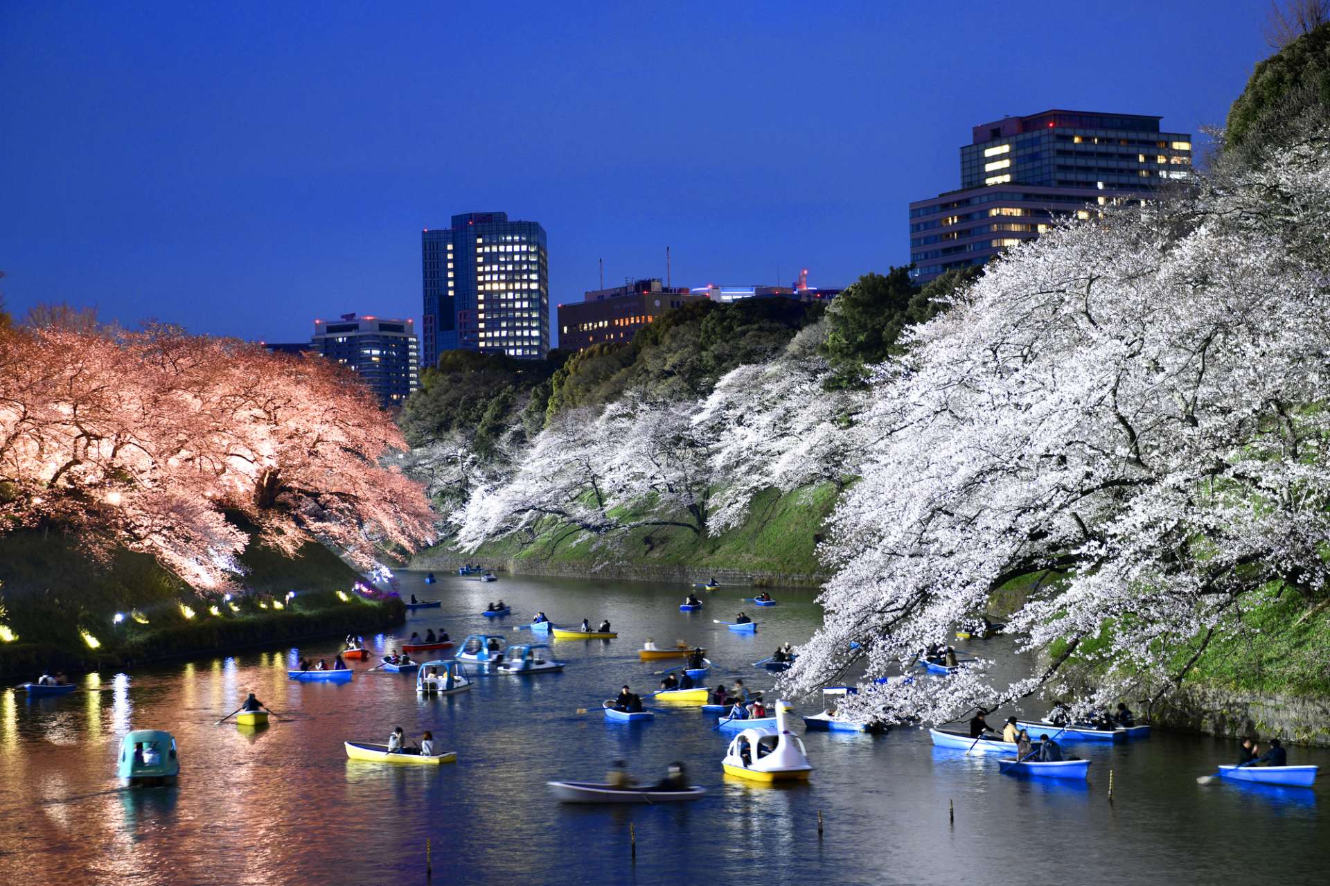 Bunga sakura di Chidorigafuchi