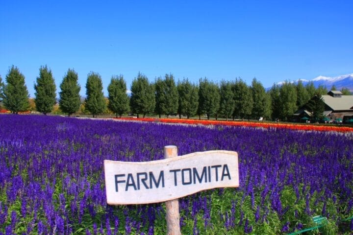 Farm Tomita, Taman Lavender Terindah di Jepang