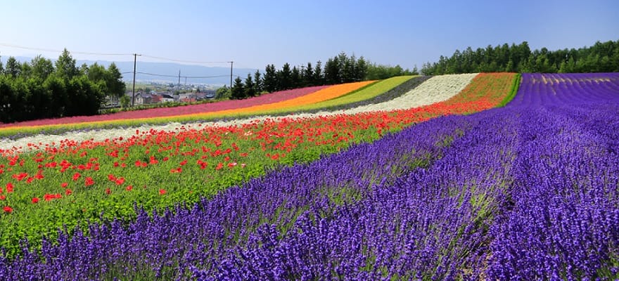 Keindahan bunga lavender di Farm Tomita