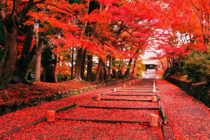 Paket Tour Jepang Musim Gugur 2025: Eksplorasi Keindahan Alam dan Budaya